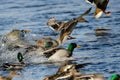 Mallard Ducks Landing on the Cool Water Royalty Free Stock Photo