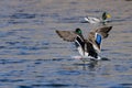 Mallard Duck Landing on the Cool Water Royalty Free Stock Photo