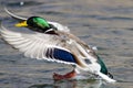 Mallard Duck Landing on the Cool Water Royalty Free Stock Photo