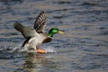 Mallard Duck Landing on the Cool Water Royalty Free Stock Photo