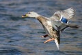 Mallard Duck Landing on the Cool Water Royalty Free Stock Photo