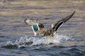 Mallard Duck Landing on the Cool Water Royalty Free Stock Photo