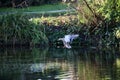 Mallard duck landing in a lake