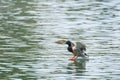 Mallard Duck Landing on Water Royalty Free Stock Photo