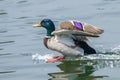 Mallard Duck Landing on Water Royalty Free Stock Photo