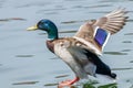 Mallard Duck Landing on Water Royalty Free Stock Photo