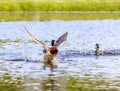 Mallard Duck Lands On Pond Royalty Free Stock Photo