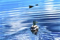 Mallard Duck Larsen Lake Reflection Duck Blueberry Farm Park Bellevue Washington