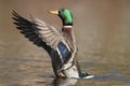 Drake Mallard Duck Flaps it`s Wings in Fall Royalty Free Stock Photo