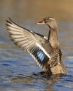 Hen Mallard Duck Shakes off Water off it`s Wings in Fall Royalty Free Stock Photo