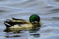 Mallard duck