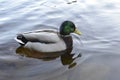 Mallard duck, Norway