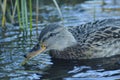 Mallard duck, Norway