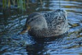 Mallard duck, Norway