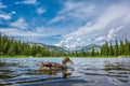 Mallard Duck at Lost Lake Colorado Royalty Free Stock Photo