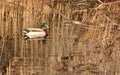 Mallard Duck making ripples in water;