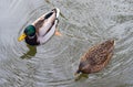 mallard duck male and female seen from above