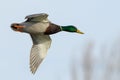 Mallard duck,drake in fast flight. Royalty Free Stock Photo