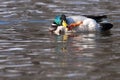 Mallard Duck Male scratching on Water