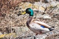 Mallard duck male, south San Francisco bay area, California