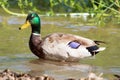 Mallard Duck Royalty Free Stock Photo