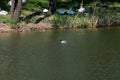 Mallard duck males swim near the shore of the lake in the park. Mute swans rest in the shade on the shore of the lake Royalty Free Stock Photo