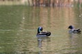 Mallard duck. Mallard ducks swim on the lake in the park in summer in May Royalty Free Stock Photo