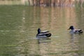 Mallard duck. Mallard ducks swim on the lake in the park in summer in May Royalty Free Stock Photo