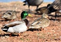 Mallard Duck mated pair feeding with other ducks and geese Royalty Free Stock Photo