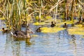 Mallard Duck Mother and Ducklings Swimming in Pond Royalty Free Stock Photo