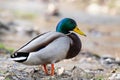 Mallard duck in natural habitats. Anas platyrhynchos. Male