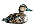 Mallard duck, nature beauty animal