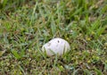 Mallard duck nest eggs plundered by raccoon predator, Georgia USA Royalty Free Stock Photo