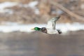 Mallard duck over river