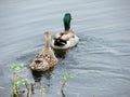 Mallard Duck Pair Royalty Free Stock Photo