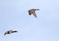 Mallard duck pair in flight