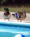 Mallard duck pair at a public swimming pool Royalty Free Stock Photo