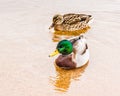 Close up of male and female mallard ducks swimming together on Skaha Lake Royalty Free Stock Photo