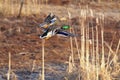 Mallard Duck Pair Taking Flight Royalty Free Stock Photo