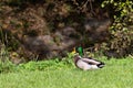 Mallard duck in the park in Menden Sauerland Royalty Free Stock Photo