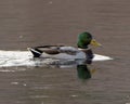 Mallard Duck Photo and Image. Swimming with a reflection in the water and close-up profile side view in its environment and