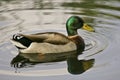 Mallard Duck on pond