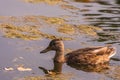 Mallard duck swimming in a pond Royalty Free Stock Photo