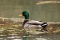 A Mallard Duck in the Pond on a Sunny Day Royalty Free Stock Photo