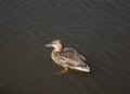 Mallard duck in pond water