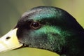 Mallard duck portrait