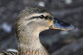 Mallard Duck Portrait