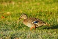 Wild duck posing on a lakeshore. Royalty Free Stock Photo