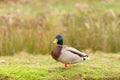Mallard duck posing Royalty Free Stock Photo