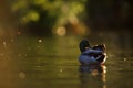 Mallard Duck Preening in Dramatic Evening Light Royalty Free Stock Photo